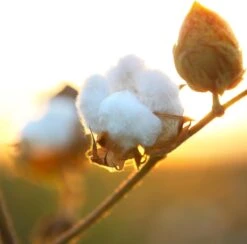 Air Wick Freshmatic Automatische Spray Luchtverfrisser - Pure Zachtheid Van Katoen Navulling - 3 Stuks - Voordeelverpakking -Winkel Voor Schoonmaakartikelen 1200x1183 1