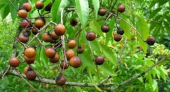 Wasnoten 3kg Met 4 Waszakjes - Zeepnoten - Natuurlijk Wassen - 4x750gr -Winkel Voor Schoonmaakartikelen 1200x649